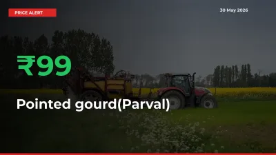 Pointed gourd(Parval) Rises 99.31% at Mandis