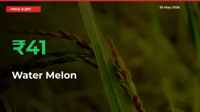 Big Rally! Water Melon Climbs 41.19% in 24 Hours at Top Mandis