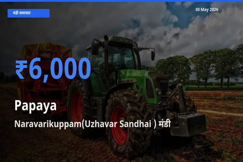 आज का मंडी भाव: पपीता के सबसे ज़्यादा दाम Naravarikuppam(Uzhavar Sandhai ) में