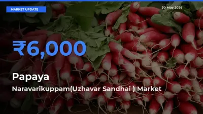 Top Performer! Naravarikuppam(Uzhavar Sandhai ) Offers Best Papaya Price Today