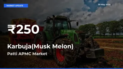 Karbuja(Musk Melon) Falls to ₹250 in Patti APMC – 30-Day Lowest Rate