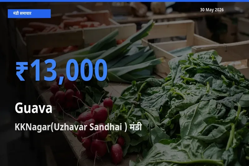 आज अमरूद के सबसे ऊँचे दाम ₹13,000 KKNagar(Uzhavar Sandhai ) मंडी में