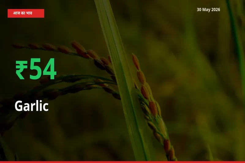 आज का मंडी भाव: लहसुन के दाम मंडी में 53.68% ऊपर
