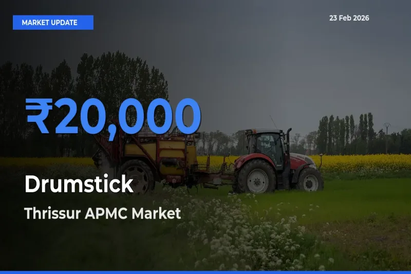 Thrissur APMC Offers ₹20,000 – Highest Drumstick Rate Today