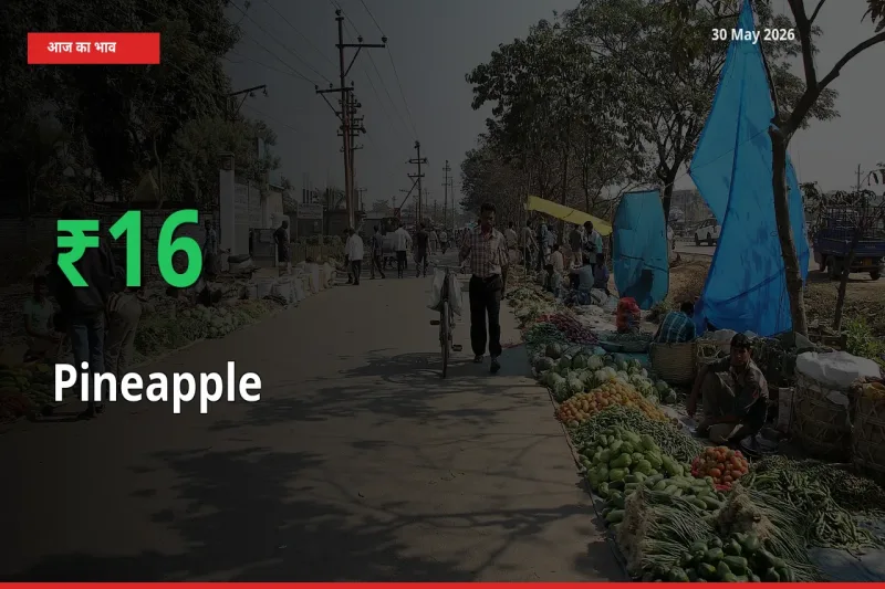 अनानास के दाम प्रमुख मंडी में 16.06% बढ़े, 24 घंटे में बड़ा बदलाव