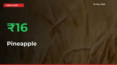 Farmers Cheer as Pineapple Prices Surge 16.06% in Local Mandis