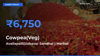 Farmers Prefer Avallapalli(Uzhavar Sandhai ) as Cowpea(Veg) Hits Highest Rate