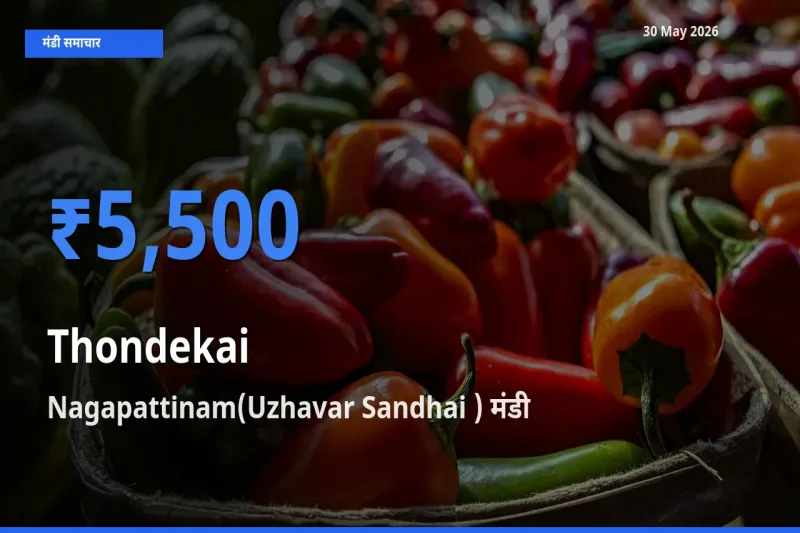 आज कुंदरू के सबसे ज़्यादा दाम Nagapattinam(Uzhavar Sandhai ) मंडी में दर्ज