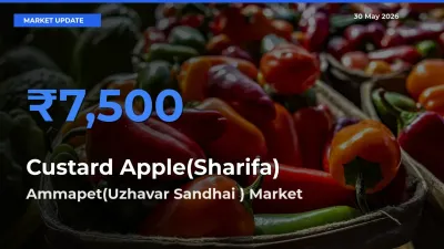 Ammapet(Uzhavar Sandhai ) Emerges as Top Mandi for Custard Apple(Sharifa) Prices Today