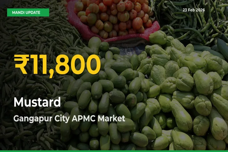 Mustard Prices Soar to Record High in Gangapur City APMC – Farmers Alert Today