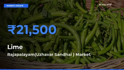 Lime Mandi Rate Today: Rajapalayam(Uzhavar Sandhai ) Tops the List