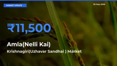 Amla(Nelli Kai) Mandi Rate Today: Krishnagiri(Uzhavar Sandhai ) Tops the List