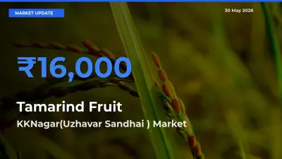 KKNagar(Uzhavar Sandhai ) Leads as Top Mandi for Tamarind Fruit Prices