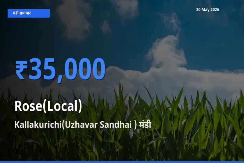 आज गुलाब(स्थानीय) के सबसे ज़्यादा दाम Kallakurichi(Uzhavar Sandhai ) मंडी में दर्ज
