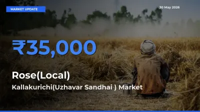 Market Watch: Kallakurichi(Uzhavar Sandhai ) Becomes Top Mandi for Rose(Local)