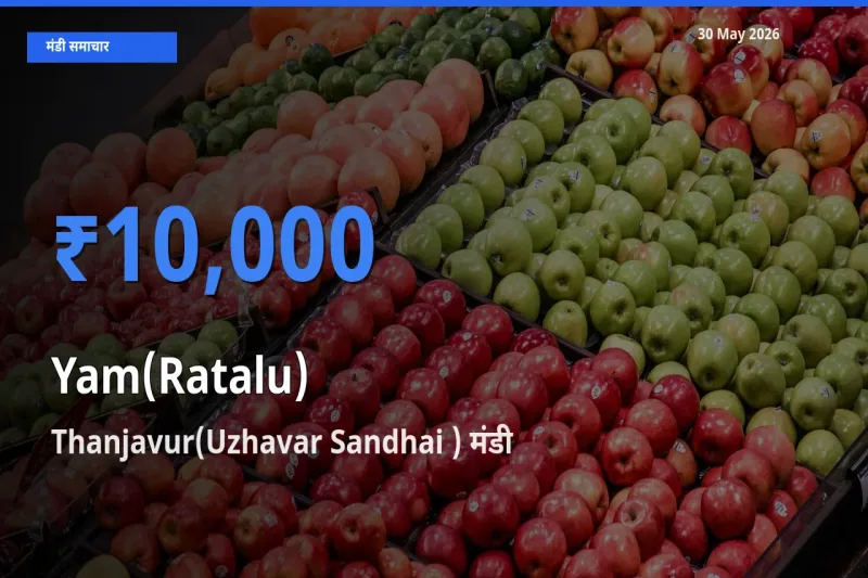 Thanjavur(Uzhavar Sandhai ) में रतालू (रतलू) का आज सबसे ऊँचा भाव