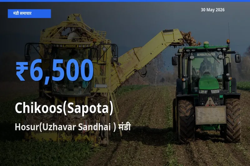 आज चीकू के सबसे ज़्यादा दाम Hosur(Uzhavar Sandhai ) मंडी में दर्ज