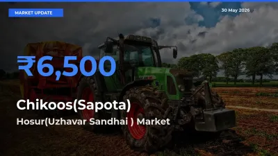Hosur(Uzhavar Sandhai ) Records Highest ₹6,500 Rate for Chikoos(Sapota)