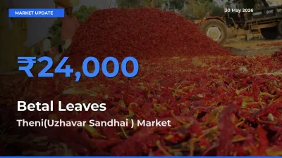 Farmers Prefer Theni(Uzhavar Sandhai ) as Betal Leaves Hits Highest Rate