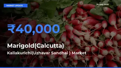 Kallakurichi(Uzhavar Sandhai ) Offers ₹40,000 – Highest Marigold(Calcutta) Rate Today