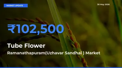 Market Watch: Ramanathapuram(Uzhavar Sandhai ) Becomes Top Mandi for Tube Flower
