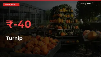 Sharp Fall! Turnip Prices Plunge 40.33% in a Day at Key Mandis