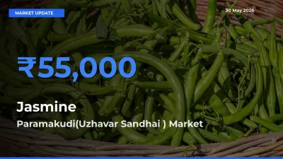 Jasmine Mandi Rate Today: Paramakudi(Uzhavar Sandhai ) Tops the List