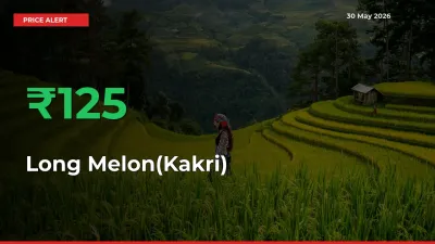 Long Melon(Kakri) Prices Rise 124.79% in a Day at Major Mandis