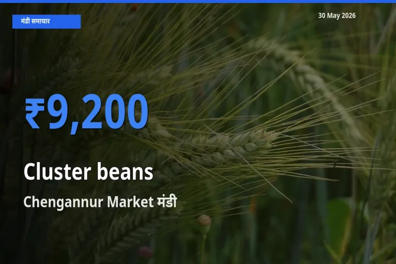 आज ग्वार फली के सबसे ज़्यादा दाम Chengannur Market मंडी में दर्ज