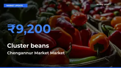 Chengannur Market Leads as Top Mandi for Cluster beans Prices