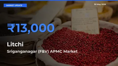 Sriganganagar (F&V) APMC Leads as Top Mandi for Litchi Prices