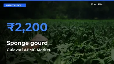 Market Watch: Gulavati APMC Becomes Top Mandi for Sponge gourd