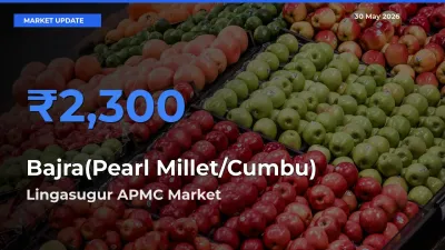 Farmers Prefer Lingasugur APMC as Bajra(Pearl Millet/Cumbu) Hits Highest Rate