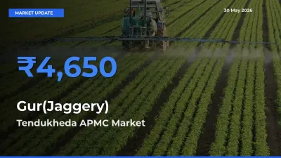 Tendukheda APMC Offers ₹4,650 – Highest Gur(Jaggery) Rate Today