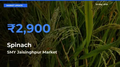 SMY Jaisinghpur Emerges as Top Mandi for Spinach Prices Today