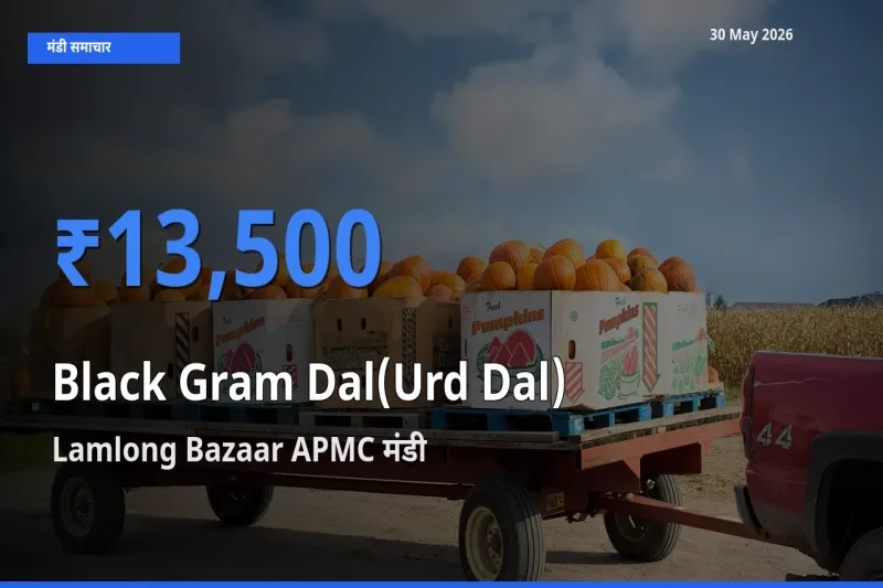 30 May अपडेट: उड़द दाल के सबसे ऊँचे दाम Lamlong Bazaar APMC मंडी में