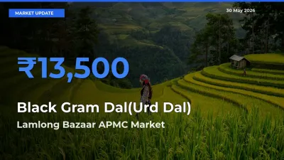 Lamlong Bazaar APMC Leads as Top Mandi for Black Gram Dal(Urd Dal) Prices