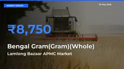 Lamlong Bazaar APMC Tops Bengal Gram(Gram)(Whole) Rates – May 30 Market Update