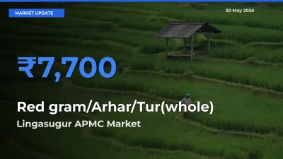 Lingasugur APMC Tops Red gram/Arhar/Tur(whole) Mandi Rates Today
