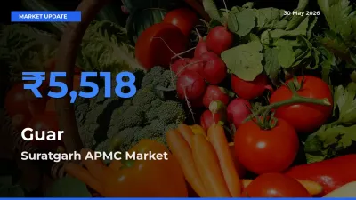 Market Watch: Suratgarh APMC Becomes Top Mandi for Guar