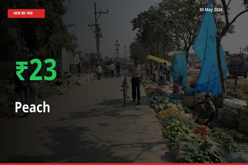 आड़ू के दाम प्रमुख मंडी में 23.11% बढ़े, 24 घंटे में बड़ा बदलाव
