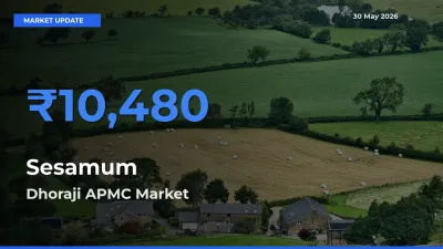 Dhoraji APMC Emerges as Top Mandi for Sesamum Prices Today
