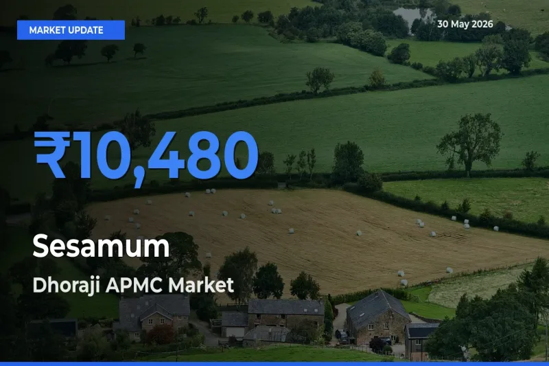 Dhoraji APMC Emerges as Top Mandi for Sesamum Prices Today