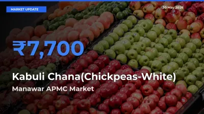 Manawar APMC Emerges as Top Mandi for Kabuli Chana(Chickpeas-White) Prices Today