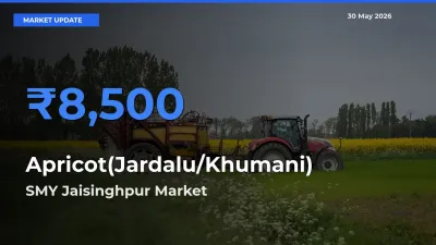 SMY Jaisinghpur Records Highest ₹8,500 Rate for Apricot(Jardalu/Khumani)