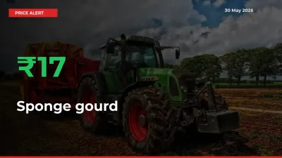 Why Sponge gourd Prices Rose 17.22% in a Day at Mandis