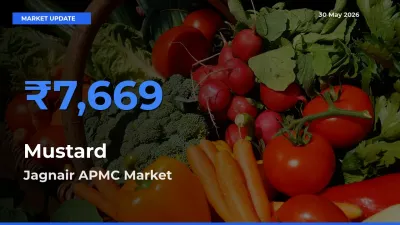Market Watch: Jagnair APMC Becomes Top Mandi for Mustard
