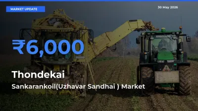 Sankarankoil(Uzhavar Sandhai ) Emerges as Top Mandi for Thondekai Prices Today