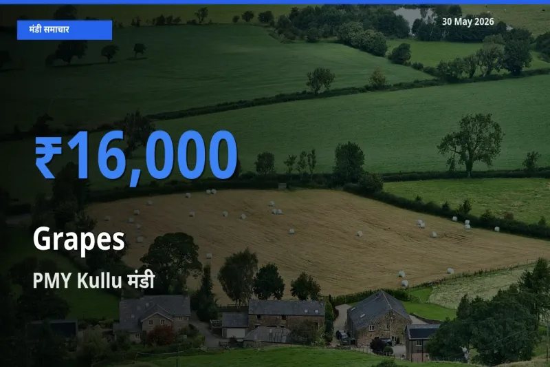 PMY Kullu मंडी में आज अंगूर के सबसे ऊँचे दाम दर्ज
