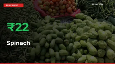 Sudden 22.49% Rally in Spinach Prices Across Mandis